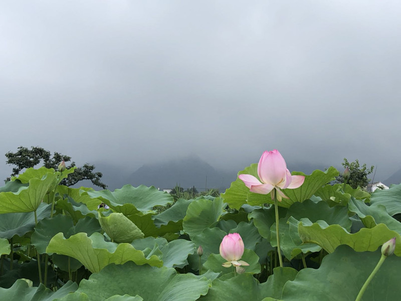 李昱泽 摄影——《荷花秀》