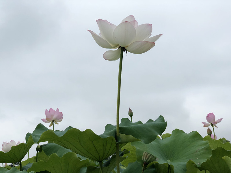 李昱泽 摄影——《荷花秀》