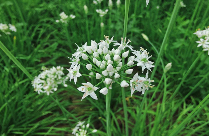 魏荣 摄影——《野外里的花仙子》