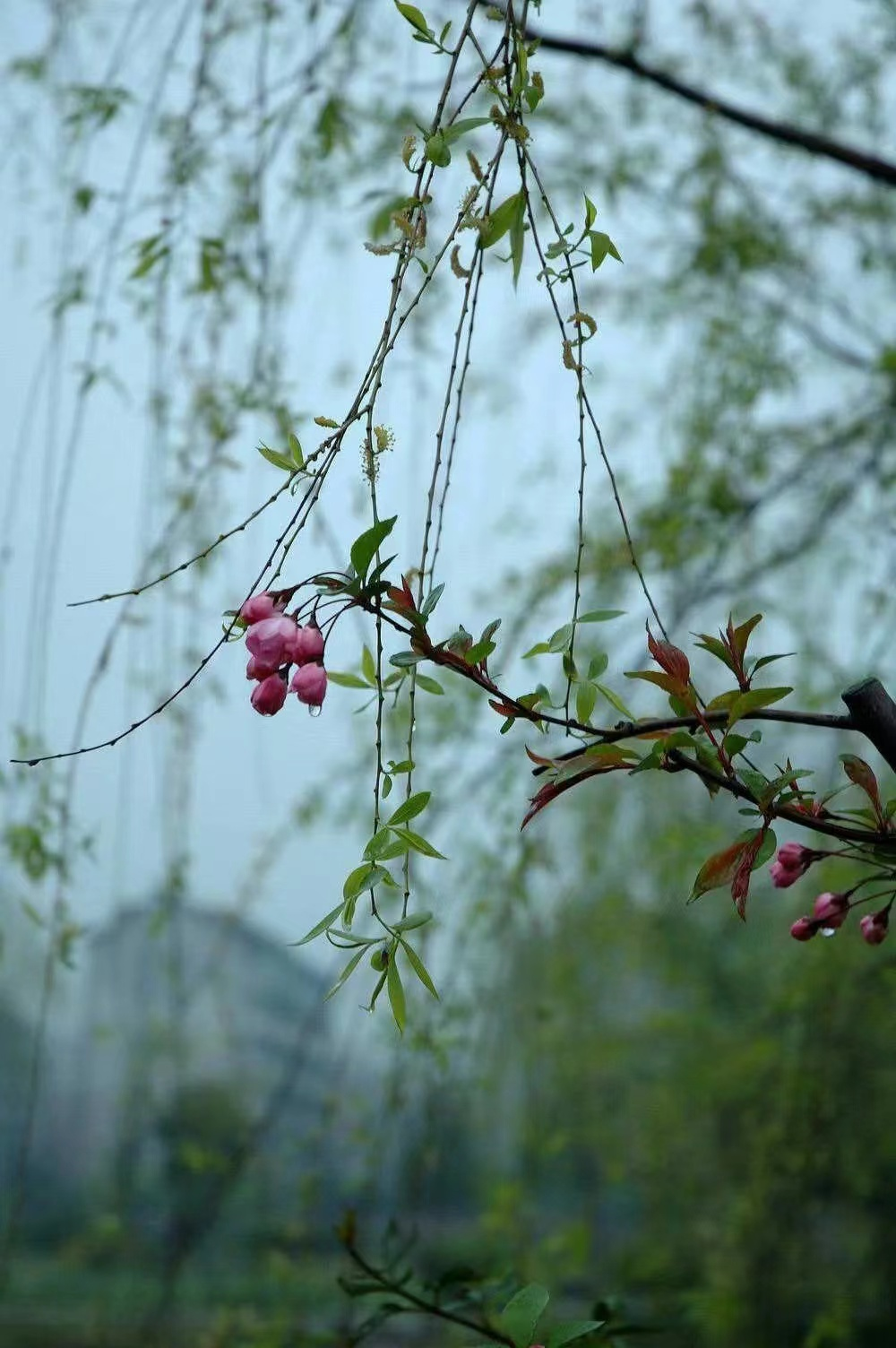 吉富平 诗歌——《三月的小雨》